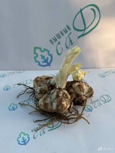 Лилия "ПЛЕЙТАЙМ" 3 штуки (размер 18/20)